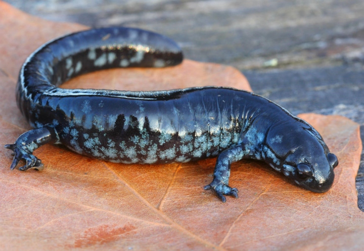 Blue-spotted Salamander